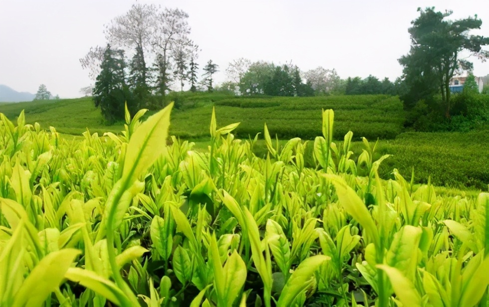 影响茶叶原料品质的9个方面｜三饮茶会遇见金花藏茶