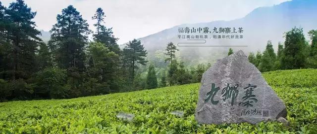 平江县福寿山高山有机茶园是湖南省九狮寨茶业有限责任公司近十几年